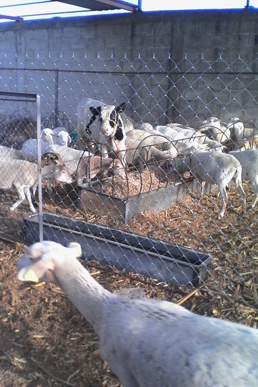 Roban 39 borregos para beneficiarios de SAGARPA