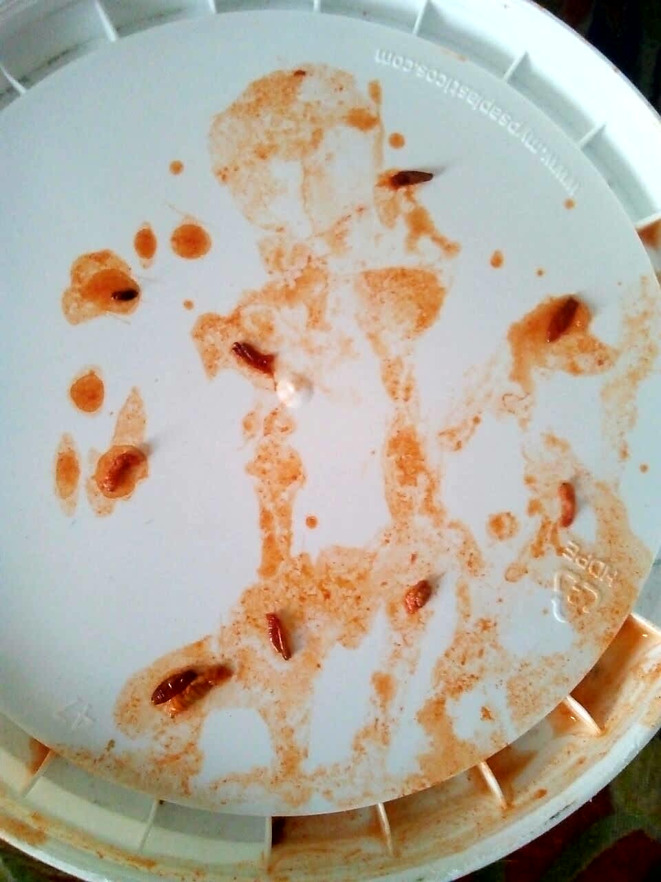 Sirven pozole con gusanos a niños en Ixtacuixtla