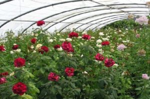 Producen en Nanacamilpa más de 25 mil rosas para mamá