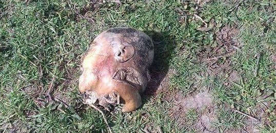 Hallan cabeza en la Laguna de Acuitlapilco