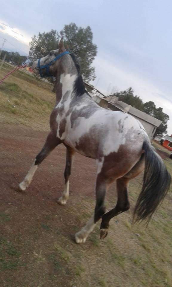 Roban caballo pura sangre en Tetla