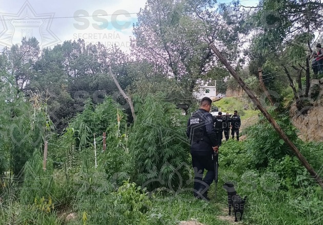 Ubican la SSC y Policía de Apizaco 58 matas de marihuana en terrenos de labor