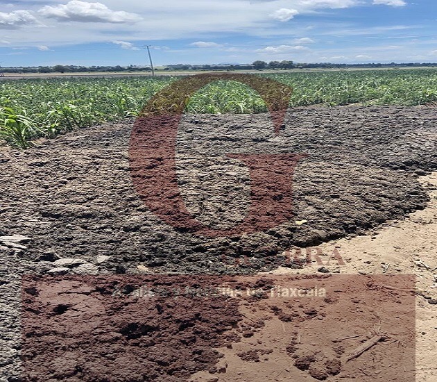 Denuncian tiradero clandestino de restos animales en campos de cultivo en Cuapiaxtla