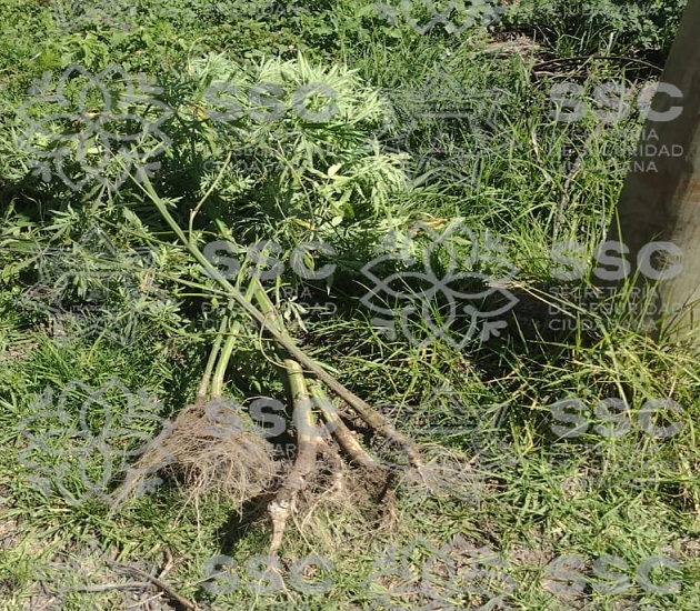 Localiza la SSC plantas de marihuana tiradas en terrenos de labor en Apizaco