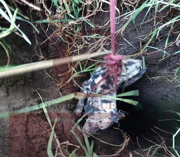 Rescatan bomberos a un perro que cayó a un pozo, en Tepeyanco