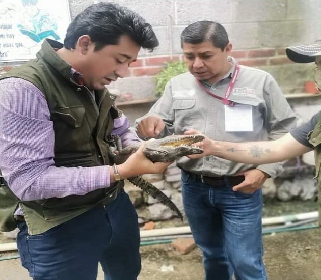Rescatan a un cocodrilo en Xicohtzinco; queda en resguardo del Zoológico del Altiplano