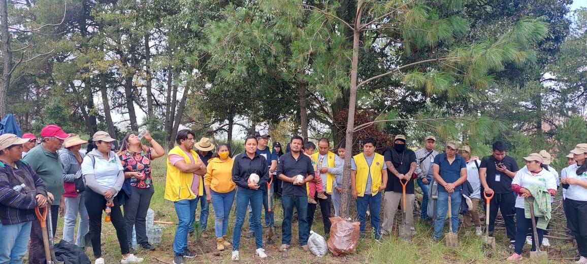 Mantiene Ayuntamiento de Chiautempan intensa campaña de reforestación en la Malintzi