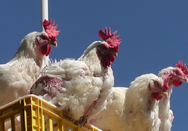 Ladrones hurtan camioneta cargada con mil gallinas, en Axocomanitla