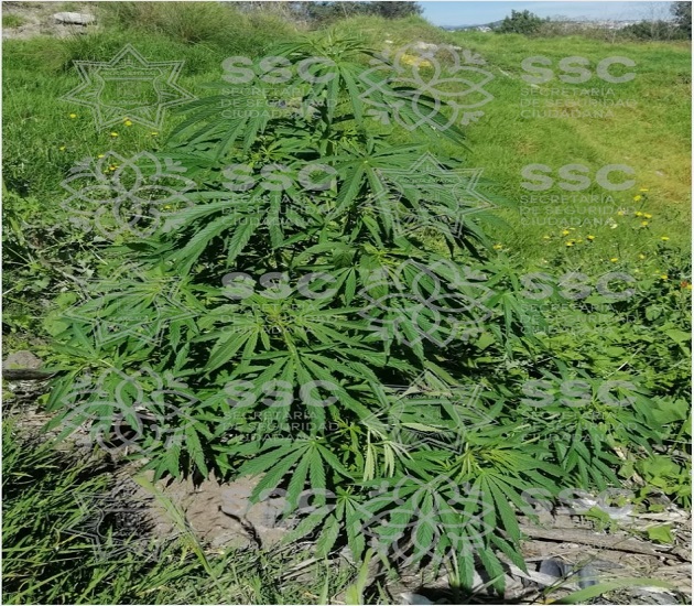 Encuentran planta de marihuana cerca de un tiradero de basura, en Tzompantepec