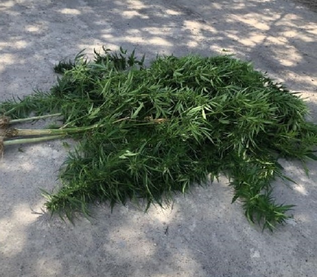 Localiza la Policía Estatal planta de marihuana en terrenos de labor, en Texcalac
