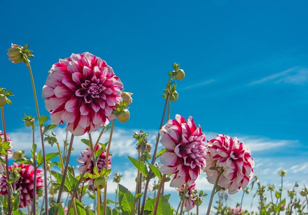 Es la Flor de Dalia que se produce en Huamantla Patrimonio Cultural Inmaterial de Tlaxcala