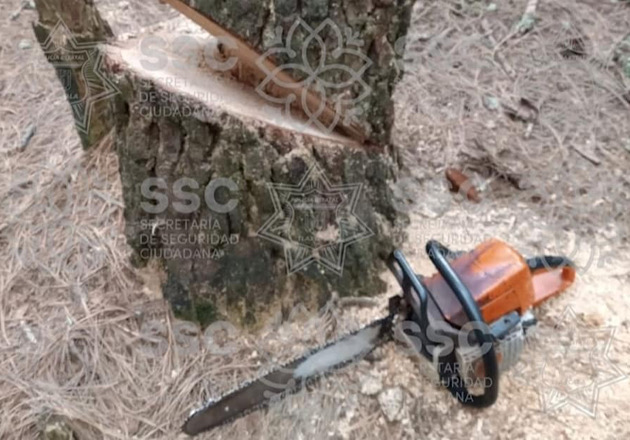 Asegura SSC herramienta para tala, en la Malinche
