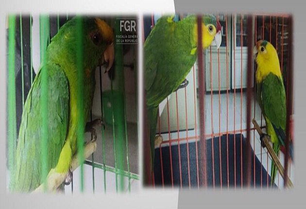 FGR obtiene vinculación a proceso contra dos personas por delito ambiental
