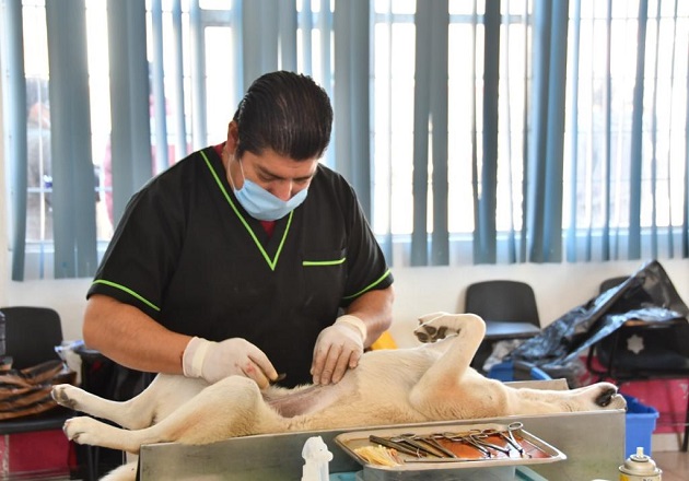 Realizarán autoridades municipales y estatales jornada de esterilización en Huamantla