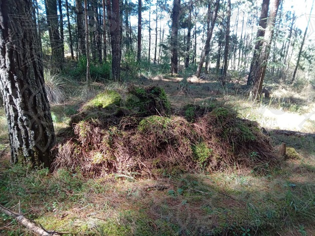 Atrapan a presunto responsable de delitos forestales