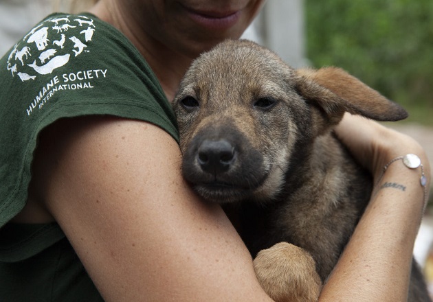 HSI/México felicita al estado de Tlaxcala por reconocer el maltrato animal como delito