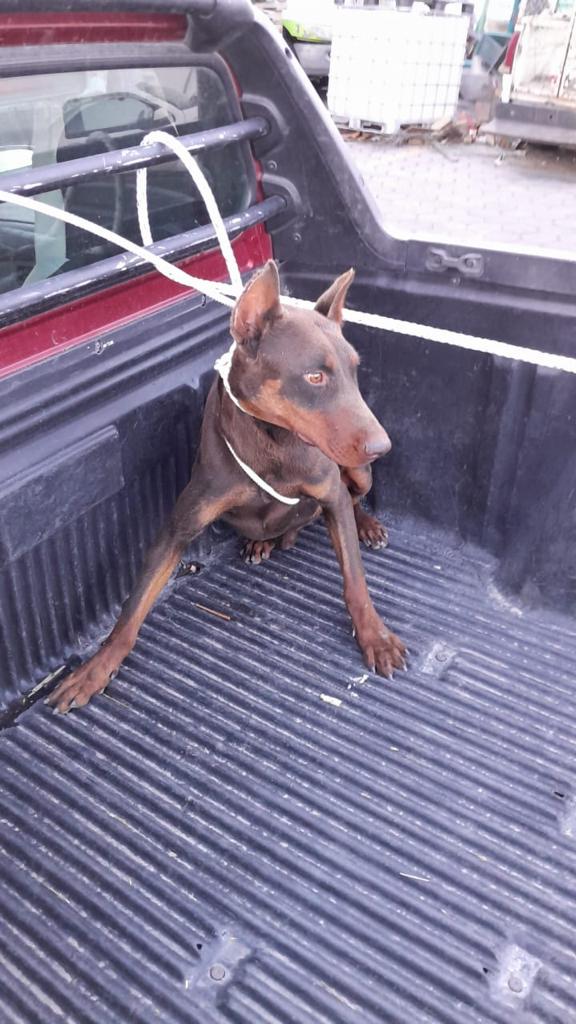 Firma propietario de can agresivo responsiva con la Unidad Canina de Huamantla