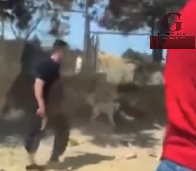 Observatorio Ciudadano de Protección Animal pide a PGJE informe sobre caso de agresión a un perro