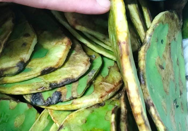 Siguen las inconsistencias en hospitales de Tlaxcala con nopales echados a perder