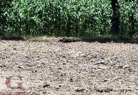 Ubican calcinada a una persona en terrenos de labor, en Zacatelco
