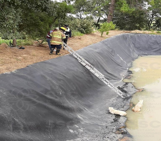 Salvan bomberos a par de ‘lomitos’ de un jagüey, en Teolocholco