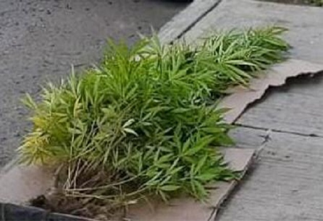 Asegura PGJE 56 plantas de marihuana en el municipio de  Tlaxcala
