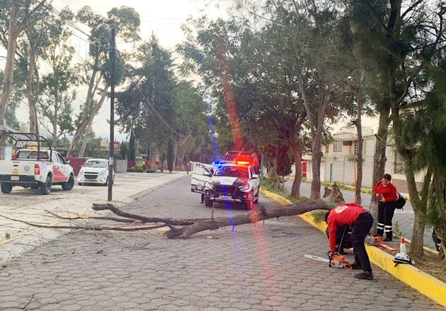 Retira Protección Civil de Huamantla árbol caído sobre el Bulevar Fernando Hernández Carrasco