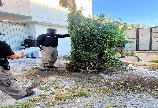 Asegura la PFM 46 plantas de marihuana en dos inmuebles mediante cateo en Calpulalpan