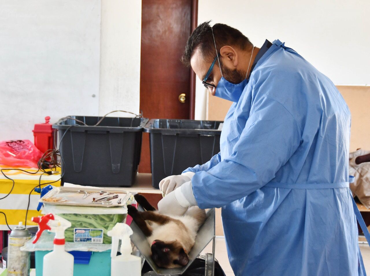 Invitan Ayuntamiento de Huamantla y SESA a Jornadas de Esterilización Canina y Felina