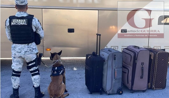 Perro policía detecta en un autobús 4 maletas llenas de marihuana en Ixtacuixtla