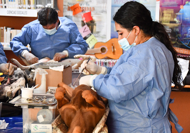 En el Centro Cívico de Huamantla, este lunes se efectuará la campaña de esterilización canina y felina