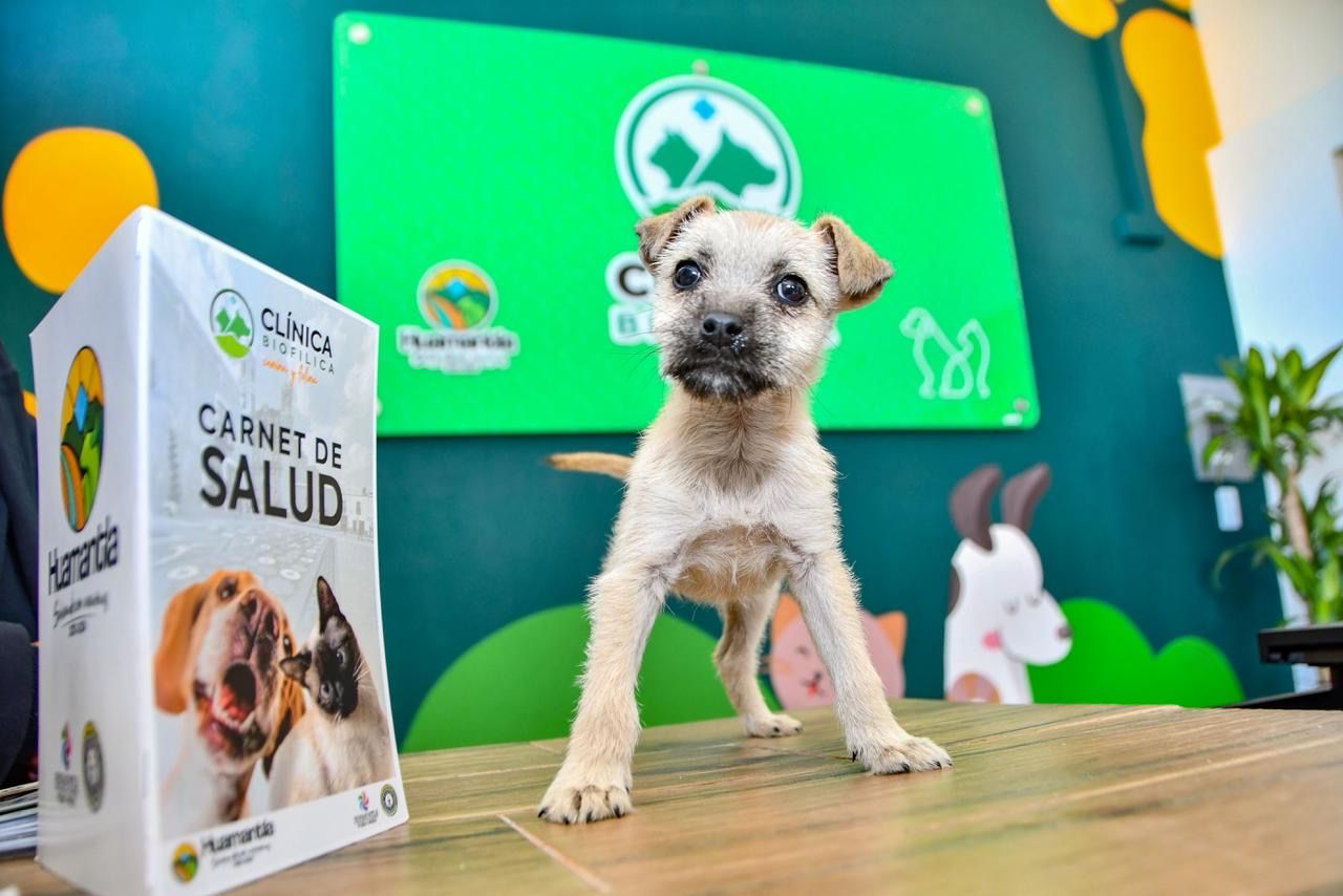 Inaugura Salvador Santos Cedillo la Clínica Biofílica Canina y Felina de Huamantla