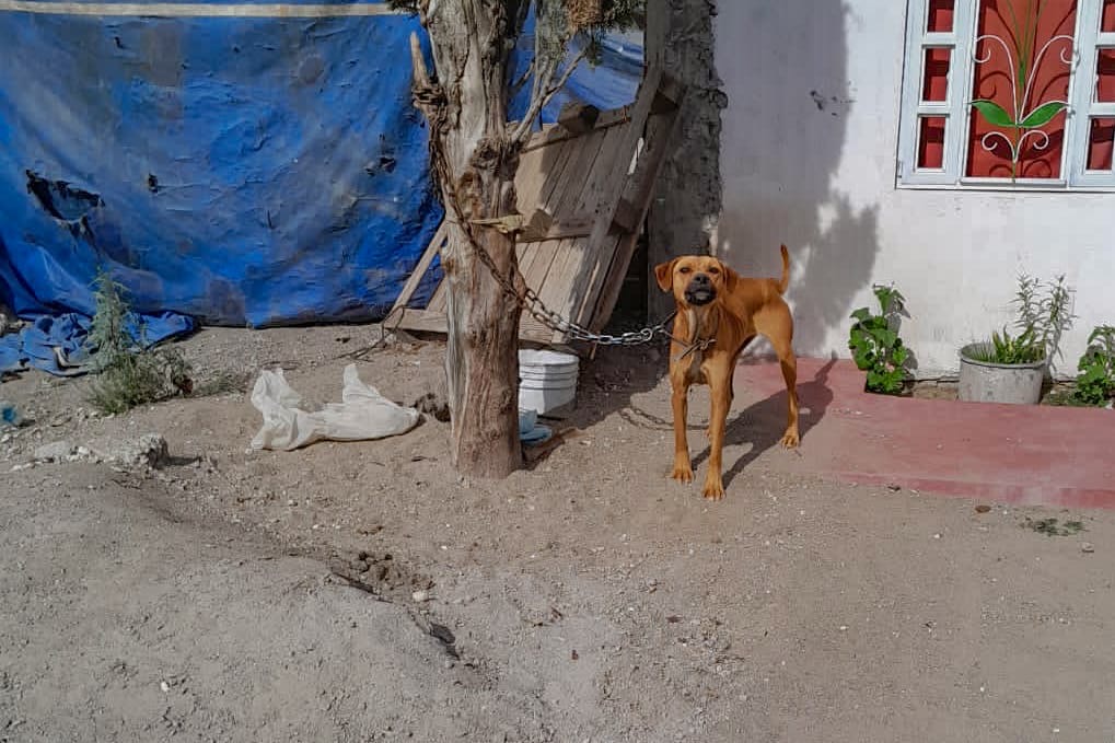 Rescata la unidad de control canino de Huamantla a animales en condiciones de maltrato