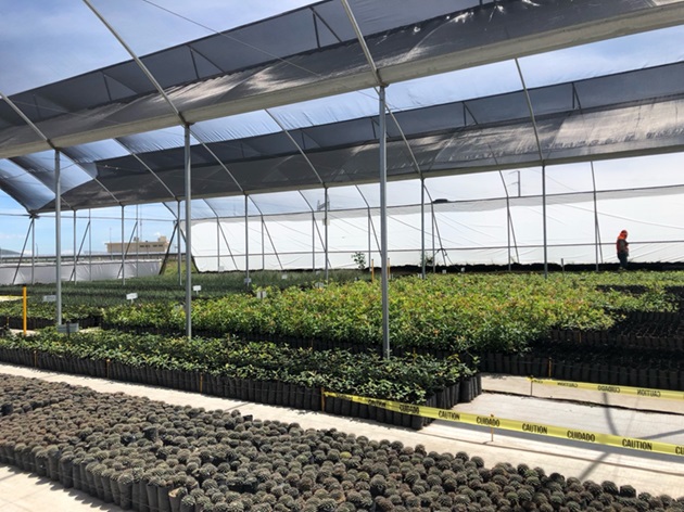 Del vivero en la planta solar de Nueva Xcala para Calpulalpan