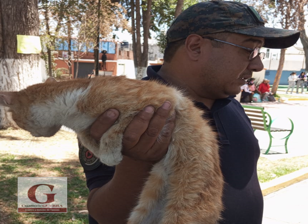 Rescatan a gatito de lo alto de un árbol, en Huamantla