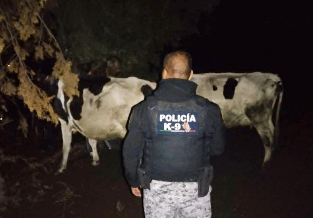 Con reacción inmediata de la Policía de Huamantla se recupera ganado