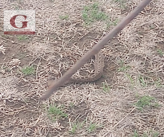 En Panotla, hombre es mordido por serpiente de cascabel; es ingresado de emergencia a hospital