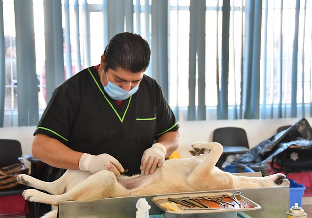 Gobierno municipal de Huamantla realizará campaña de esterilización de perros y gatos