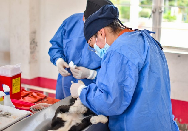 Gobierno de Huamantla concluirá campaña de esterilización de perros y gatos en cinco comunidades
