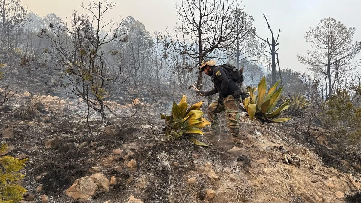 Activan caravana de bienestar animal tras incendio en Atltzayanca