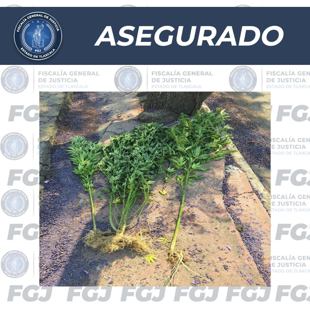 Asegura FGJE plantas con características  propias de la marihuana