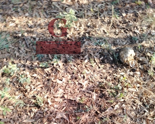 Hallan un cráneo humano en paraje de Mazatecochco