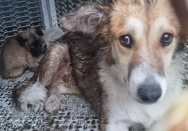 Rescata Clínica Biofílica de Huamantla a lomito atrapado en una barda durante la lluvia de este lunes