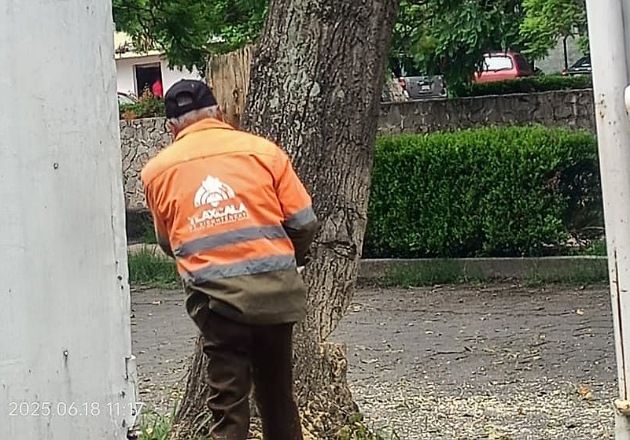 Áreas del Ayuntamiento capitalino retiran árbol en descomposición  para garantizar seguridad de peatones y automovilistas