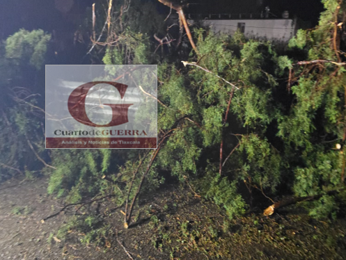 Intensa lluvia provoca caída de árbol y arrastra auto en Teolocholco