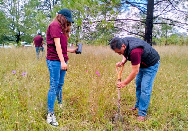 En jornada de reforestación en Chiautempan, son plantados más de 400 árboles de piñón