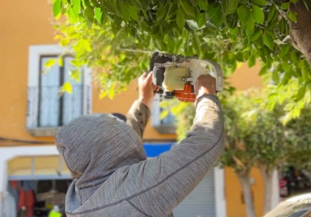 Ayuntamiento de Tlaxcala embellece la Plaza Juárez con jornada de poda