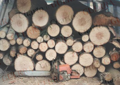 Blindan La Malinche: Operativo interestatal frena cargamento de madera ilegal