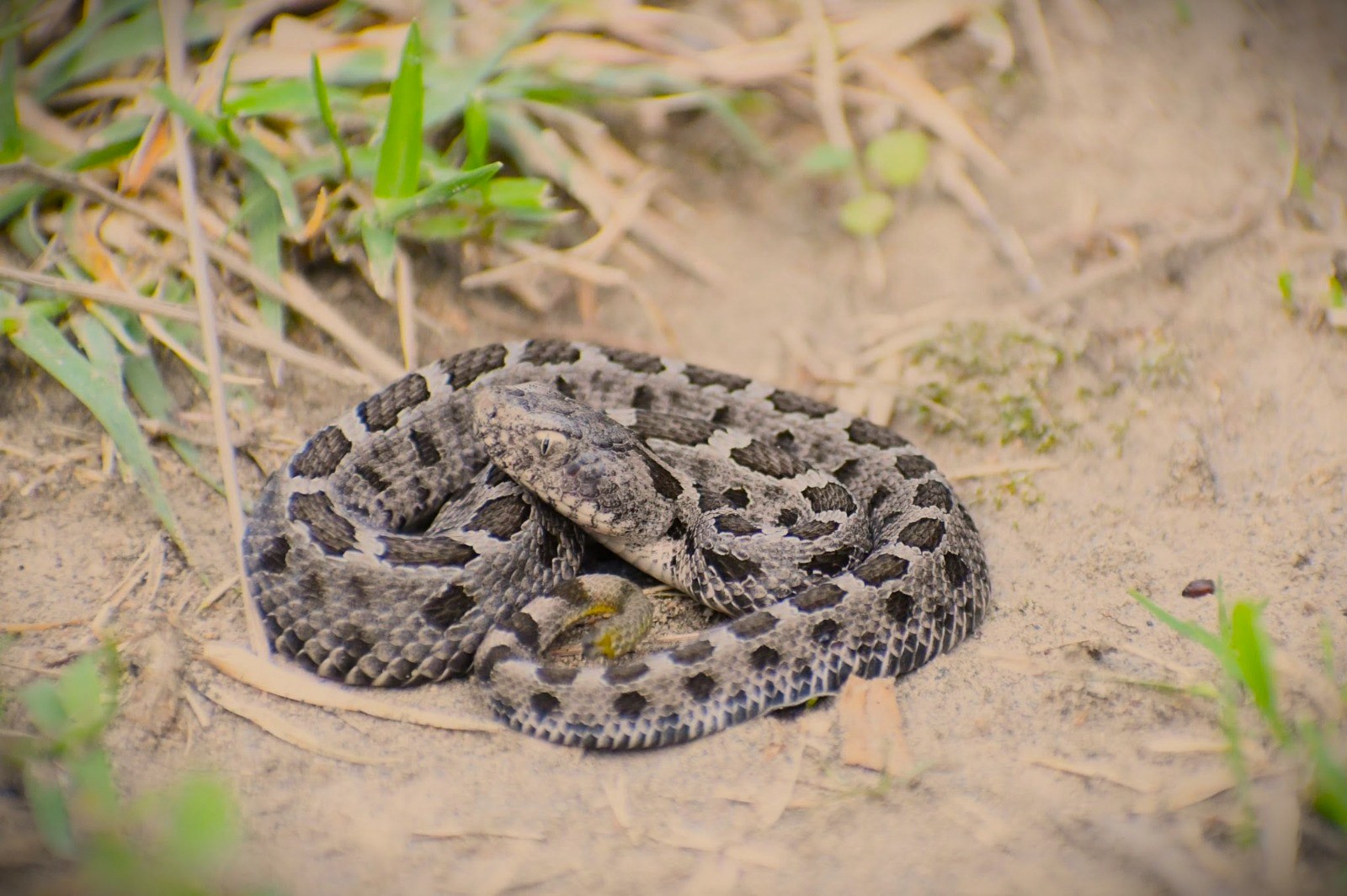 Investigadores del CTBC-UATx suman evidencia científica sobre anfibios y reptiles de Tlaxcala en conteo Latinoamericano