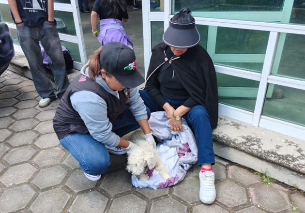Ayuntamiento de Tlaxcala cierra con éxito campaña de bienestar animal; realiza 705 esterilizaciones